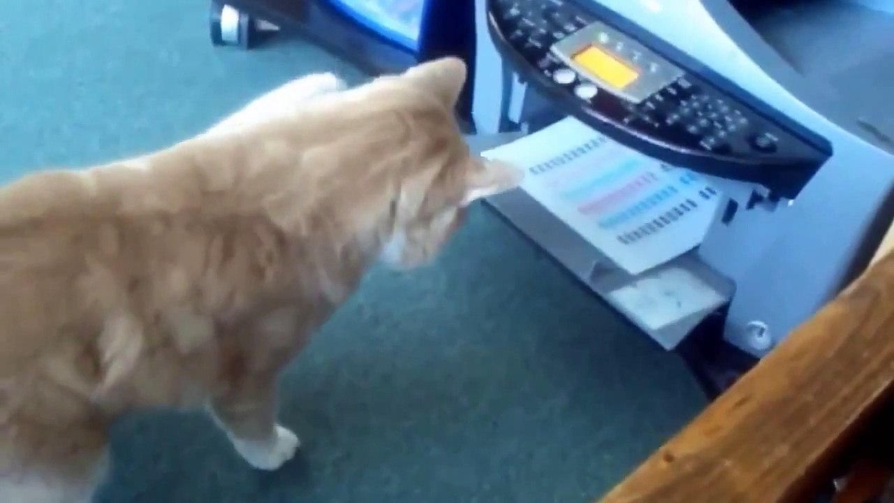 Funny Dog Videos