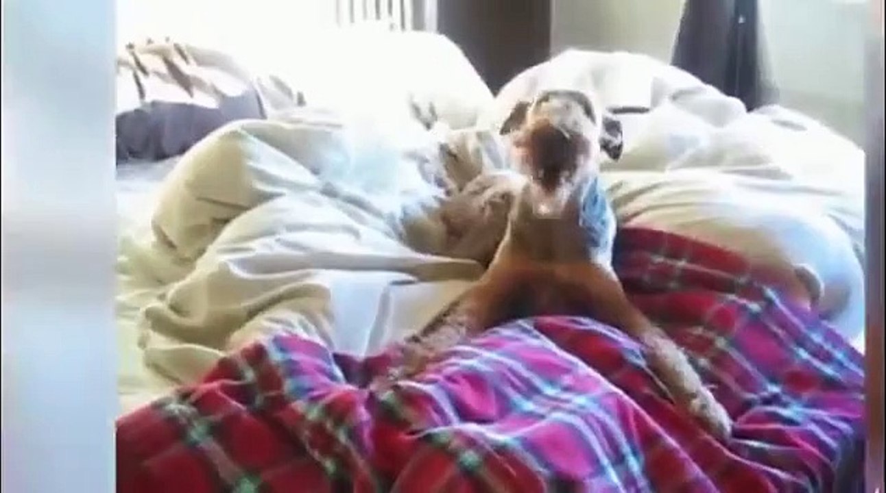 Best Funny Dog Videos   Funny Dogs Compilation 2015