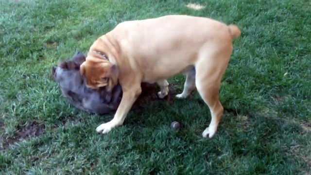Boerboel (South African Mastiff) and Cane Corso (Italian Mastiff) playing
