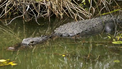 Un alligator dans les rues de New York