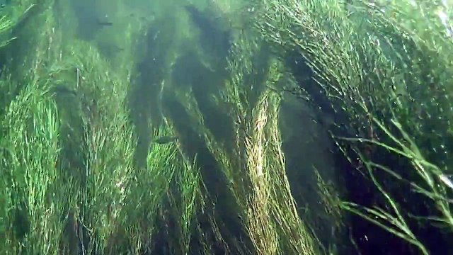 Rzeka tańcząca reggae / River is dancing reggae