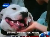 Veterinário do Hospital Sena Madureira dá dicas de como prevenir acidentes com cães - TV Record