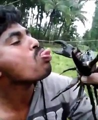 Ce dingue met sa langue dans la pince d'un crabe .... et se fait mal !