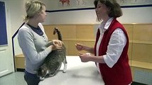 Whiskas® Erste Hilfe für die Katze Verband anlegen