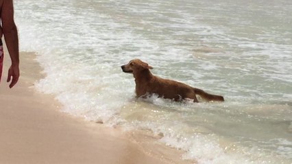 Surfing dog rides a wave with ease