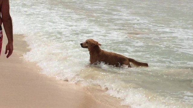 Surfing dog rides a wave with ease