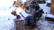 FANTAIL PIGEONS WINTER 2014