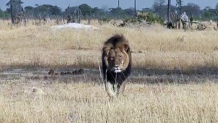 Cecil the lion in Hwange, Zimbabwe
