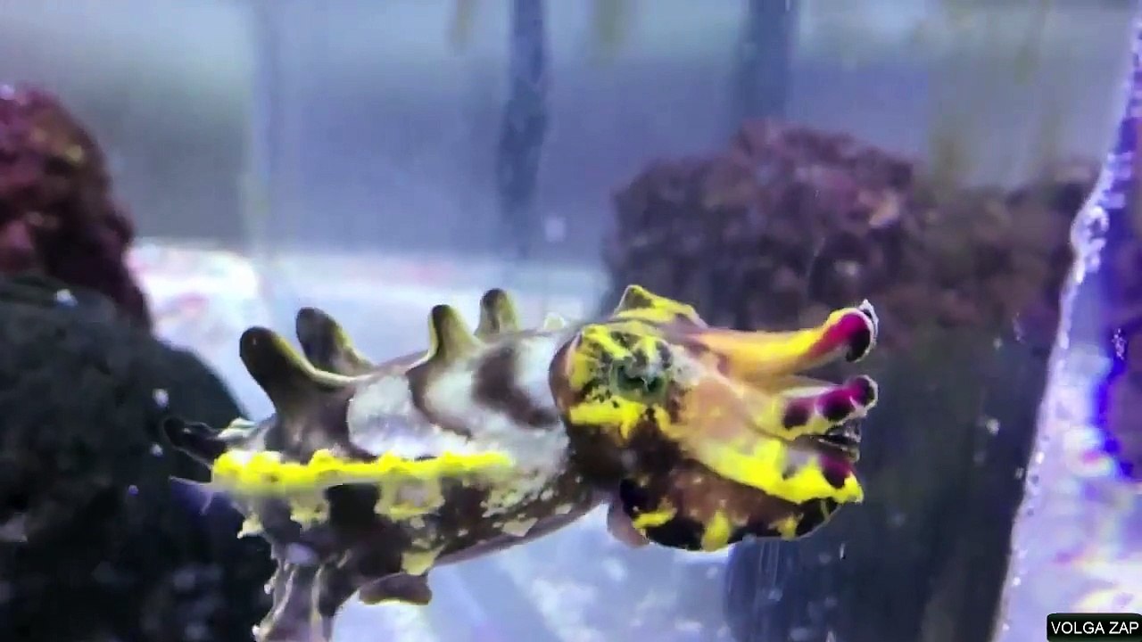 seiche multicolore