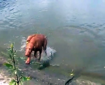 Dogo canarios and vizslas in water