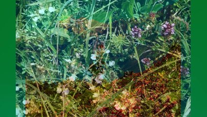 Mark Knopfler  Wild Mountain Thyme