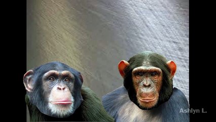 Monkey Head Transplant (Science Project Description)