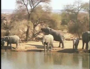 Elephants at Pete`s pond