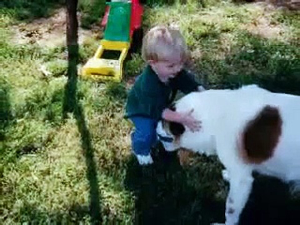 In Loving Memory of Ringo 1991-2008