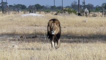 Cecil, le lion du parc Hwange (Zimbabwe)
