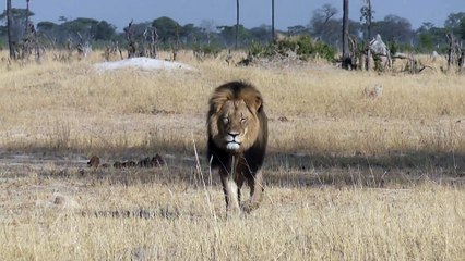 Cecil, le lion du parc Hwange (Zimbabwe)