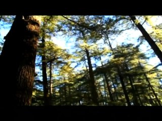 Sukhwinder and Sneh Lata - Happy Friendship day 2015 Latest Hindi Video Song- Whatsapp Video