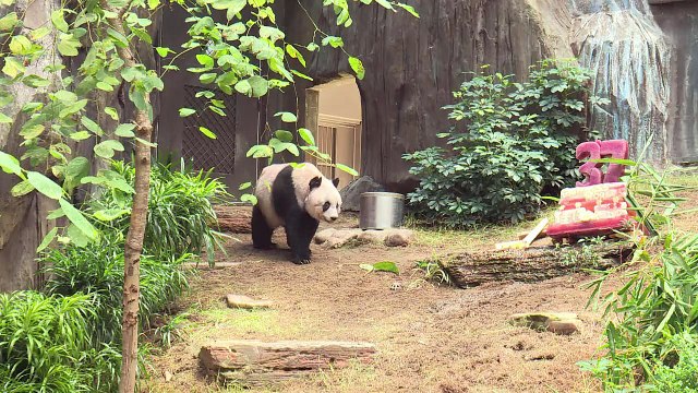 Jia Jia devient à 37 ans la doyenne des pandas en captivité