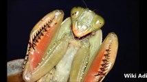 Fact About Praying Mantis - Evil Aliens