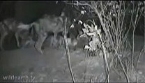 Wild Dog Pups Outside Of Den on IR  Wildearth.tv   August 3, 2009