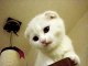 Funny Cat Videos, Cute Pets Cutest Little Scottish Fold Kitten