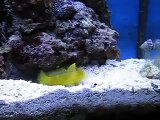Tiger Pistol Shrimp and Yellow Watchman Goby