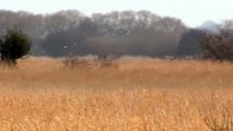 Marsh Harrier, Norfolk Broads