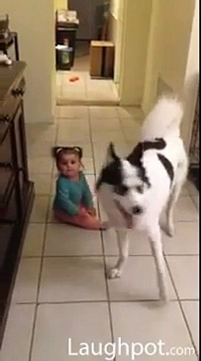 Baby and Husky playing