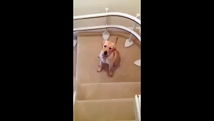 Its not easy learning how to go downstairs