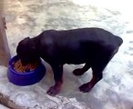 Rottweiler 3 meses y 9 dias(Sheldon)