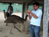 emu farming in india at gujarat, palanpur - www.patelsemu.com - 9898106051 MOV00998