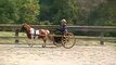 My Lady's Manor Pleasure Driving Show 2013 Miniature Horse - Working