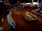 Vodka the white siberian husky learns how to play fetch.
