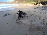 small munsterlander & german wirehaired pointer pup happy on beach