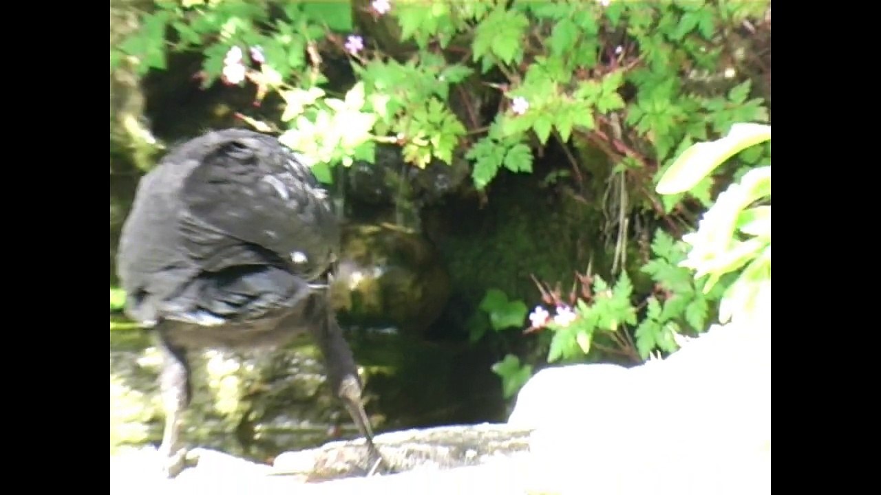 Coco le roi des corbeaux