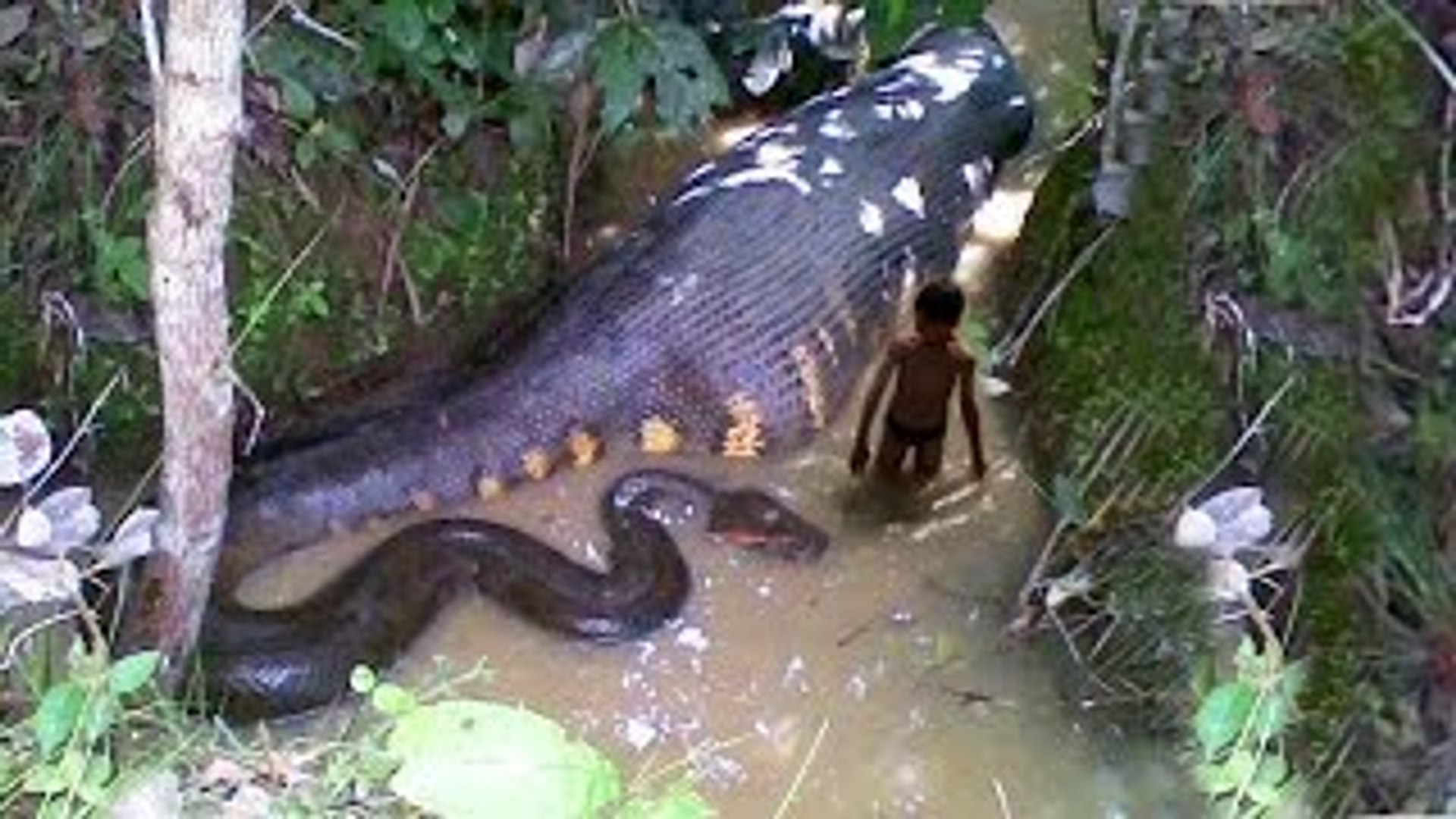 Biggest Snake Ever Giant Snake Found Anaconda Python Video