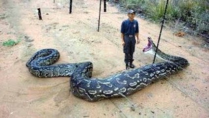 Biggest Snakes in the World