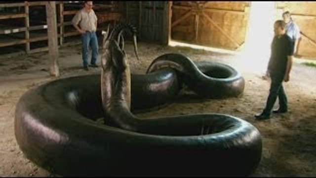 The Biggest Snakes Ever Discovered On Earth 2015