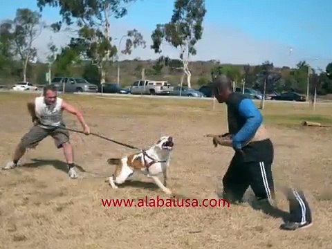 Central Asian Shepherd Alabai Dog Working