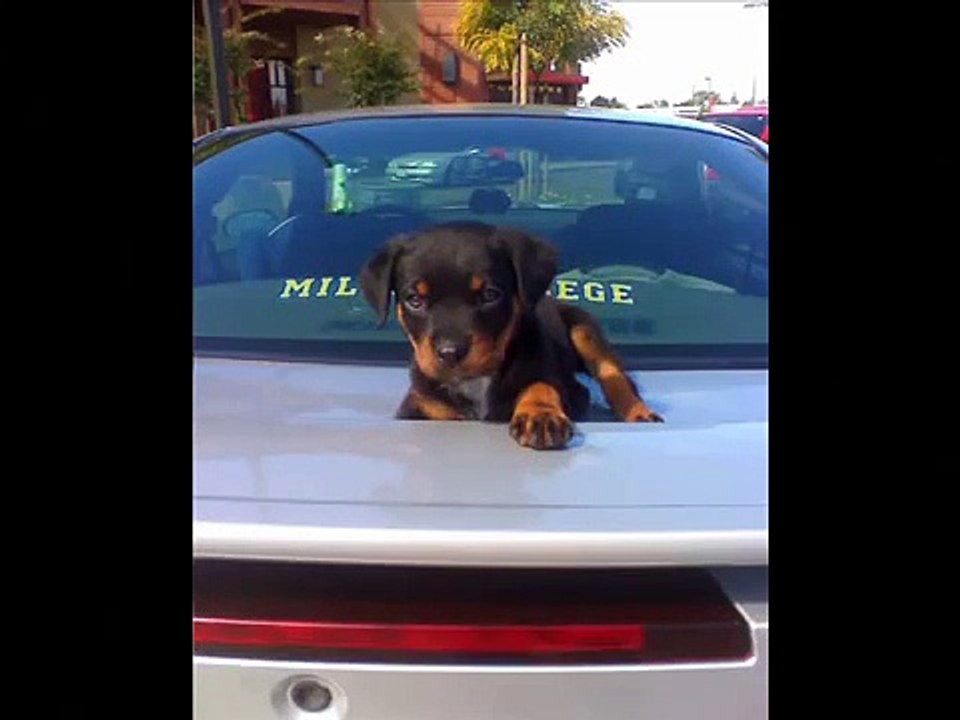rottweiler babies