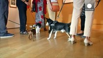 بازدید سگها از یک نمایشگاه نقاشی در برلین