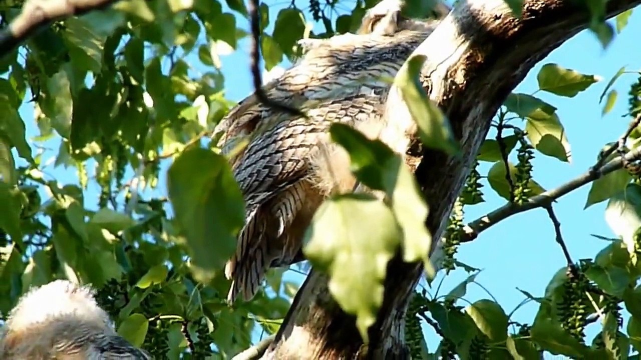 Wild owlets getting ready for supper (one is slightly psychotic about its foot :-) - Calgary 2012