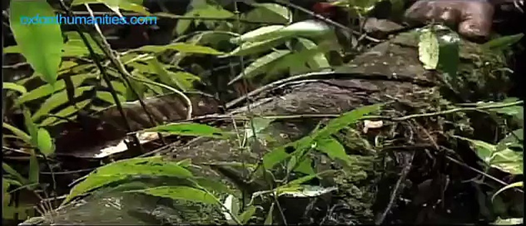 Real Cannibals discuss the person they ate and why