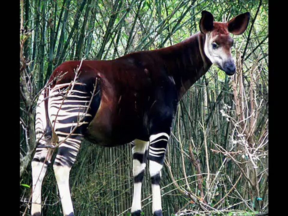 Okapi