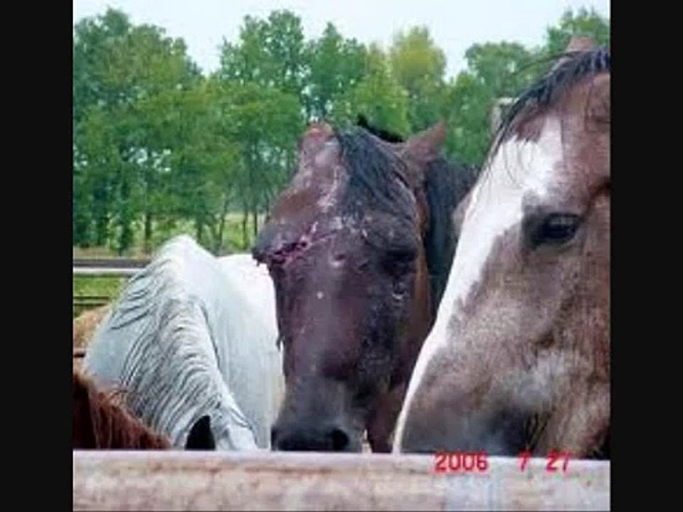 Horse Slaughter - The truth