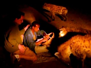 Mark Zandberg feeding hyenas in Harar, Ethiopia