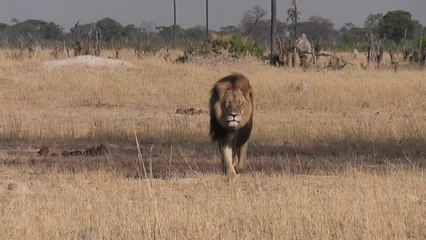 Cecil, le lion à Hwange, Zimbabwe