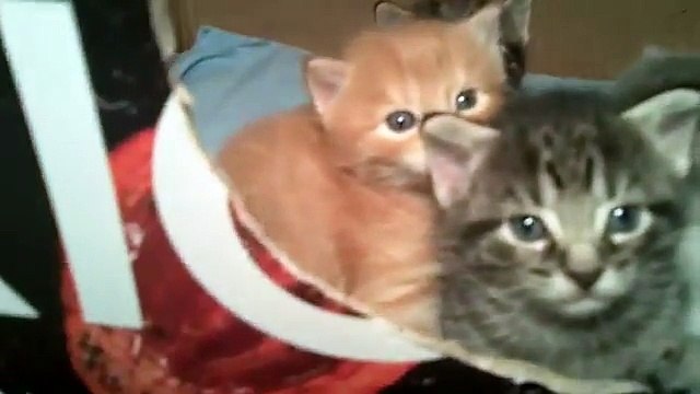 Bijou's Kittens - 3 weeks old