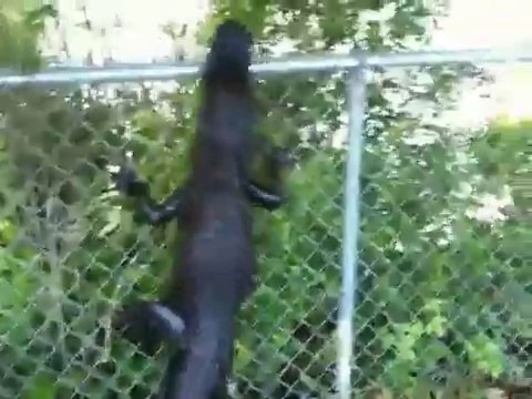Un alligator escalade un grillage
