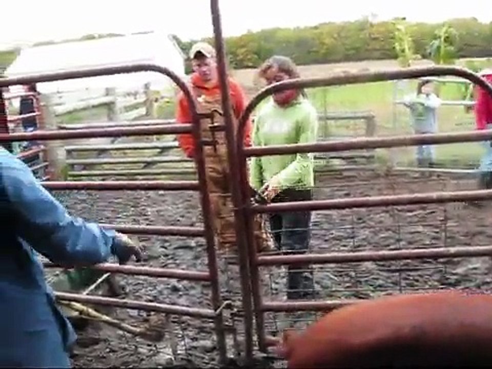 Homeschool Helpers Corral Pigs to Market